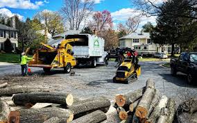 Best Commercial Tree Services  in Holly Hill, FL